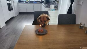 Pierwsze urodziny Merlina